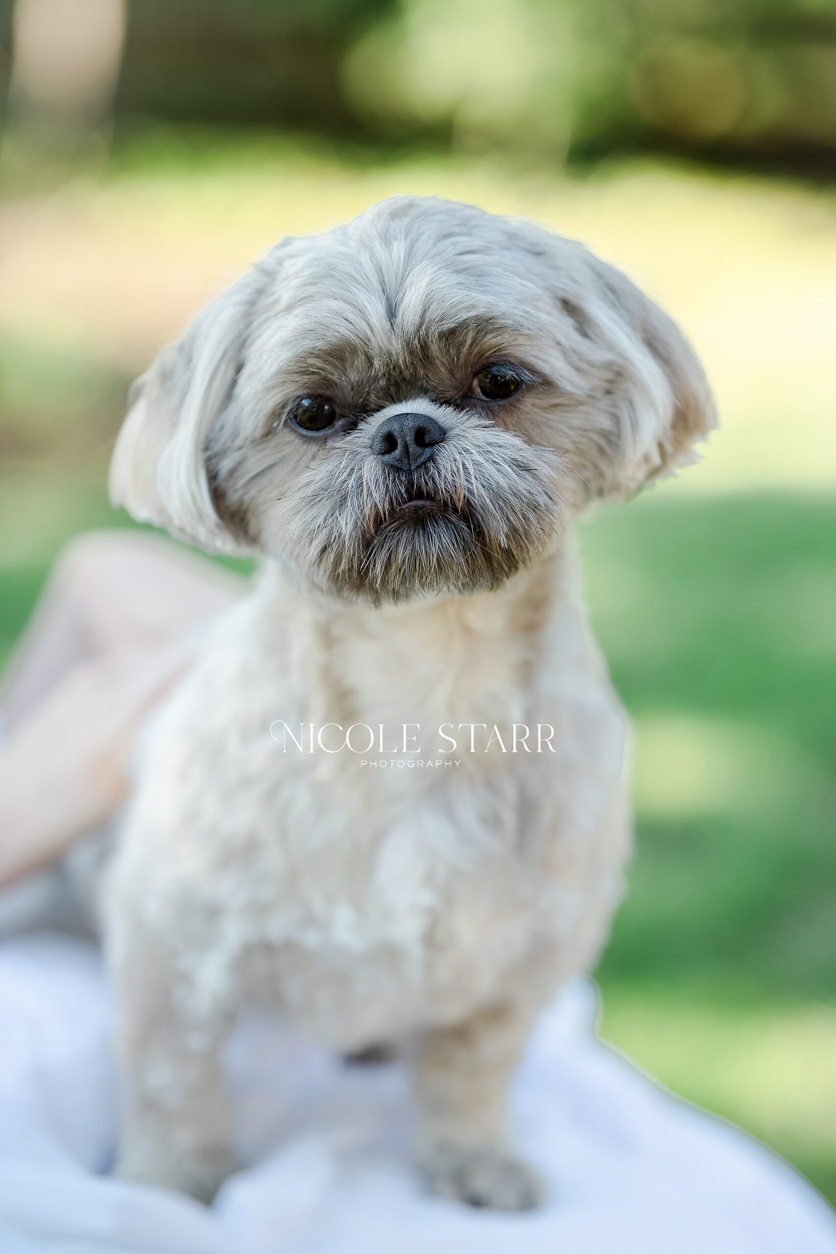 dog at family photos